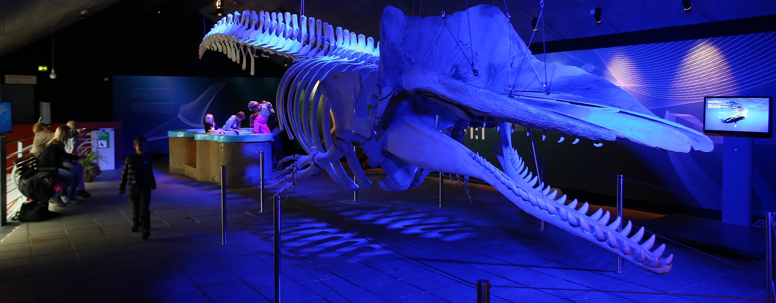 Hvalskelet Gæster1520x650